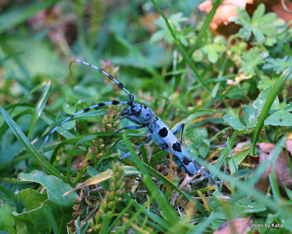 Cerambicidae: Rosalia alpina